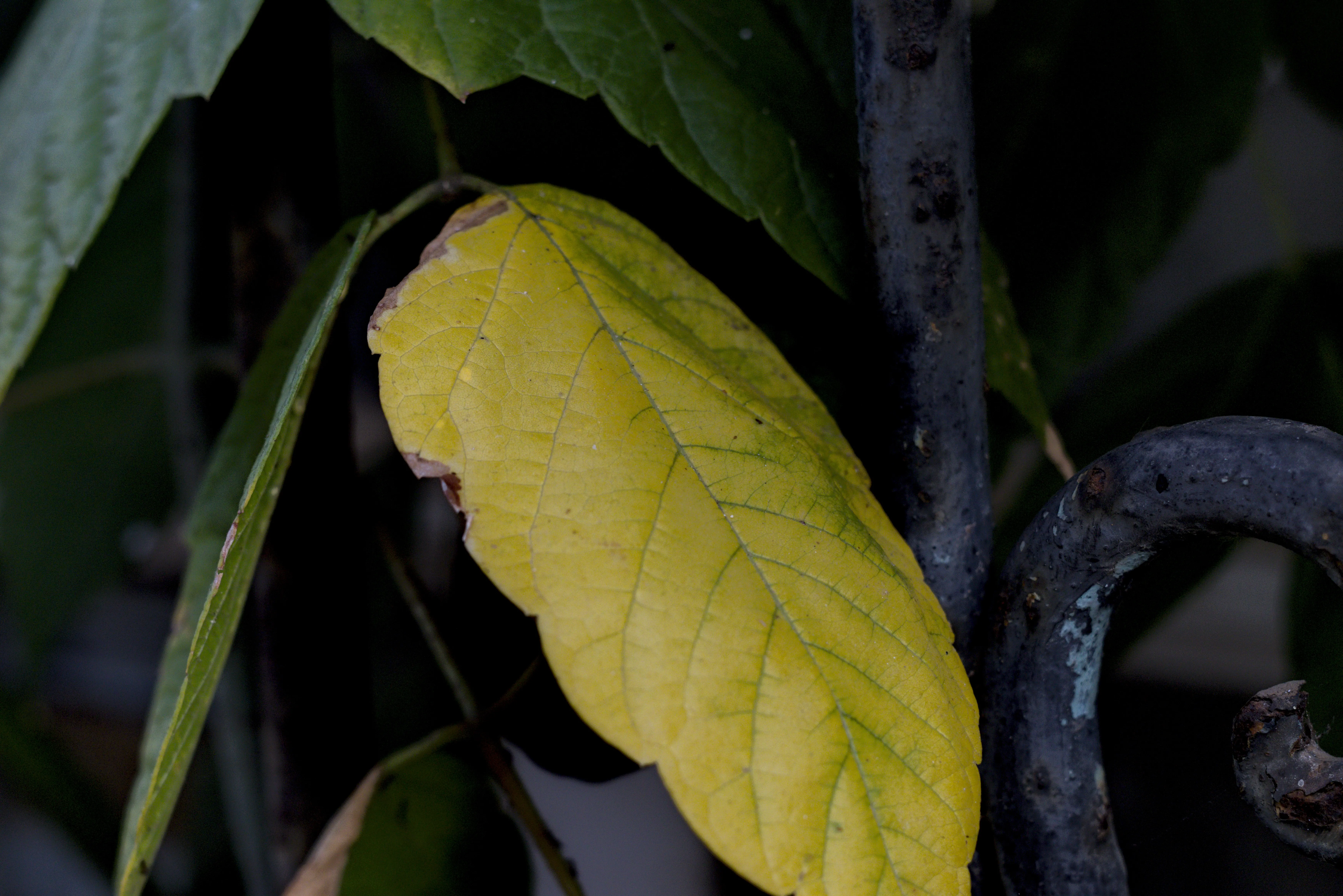 Zenith Helios-77M-4 1,850 (VOMZ) - _I4A6802.webp